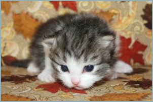 Female Siberian Kitten from Deedlebug Siberians